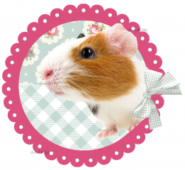 Strijkapplicatie cavia